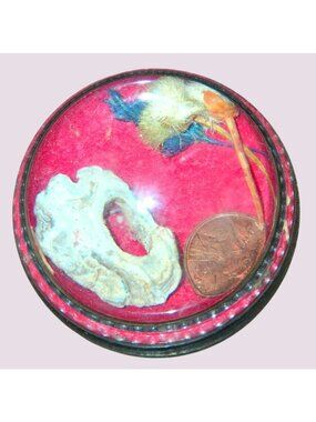 Vintage Glass-Encased Oddity With 1973 Penny Shell-Like Rock & Fur On Red Velvet